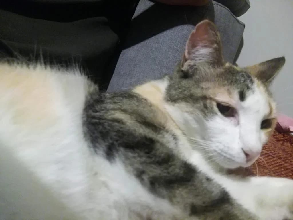 PETIFYG11330 photo 8