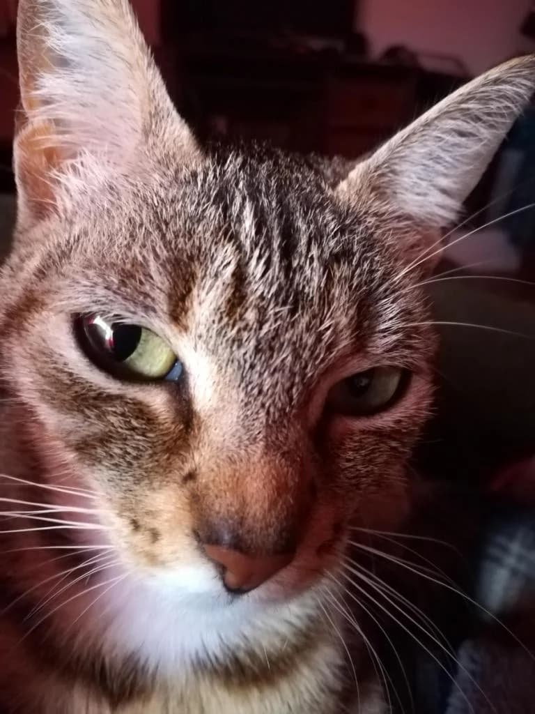 PETIFYG11331 photo 5