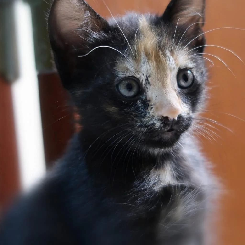 PETIFYG11331 photo 6