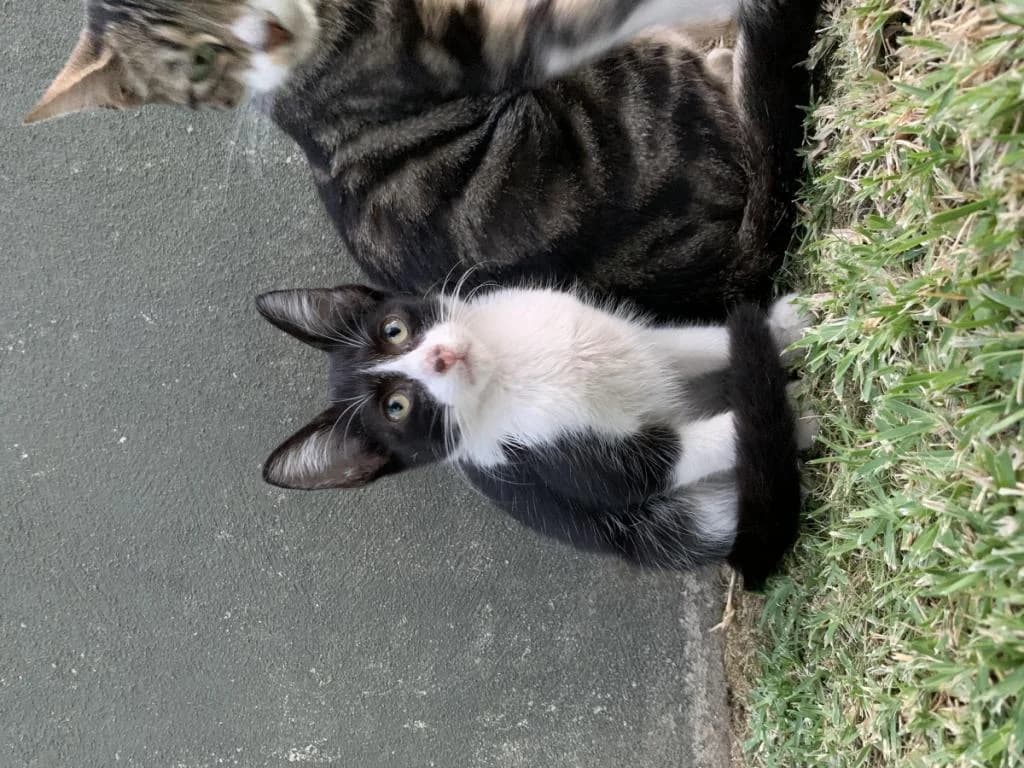 PETIFYG11331 photo 7