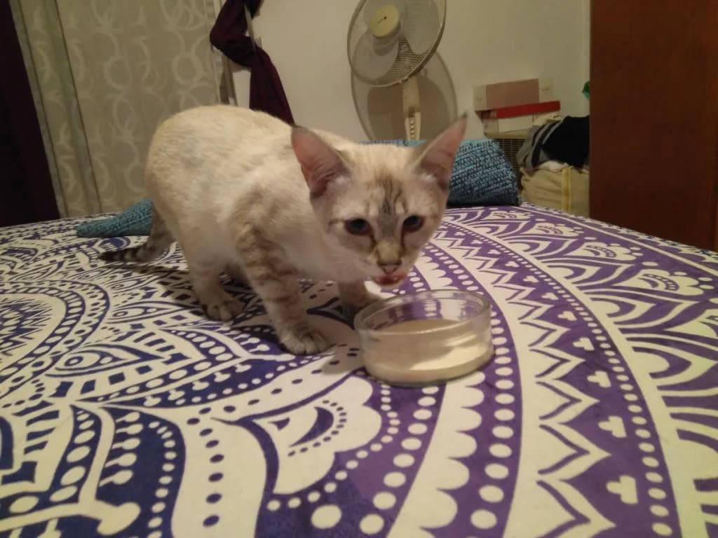 PETIFYG11331 photo 8