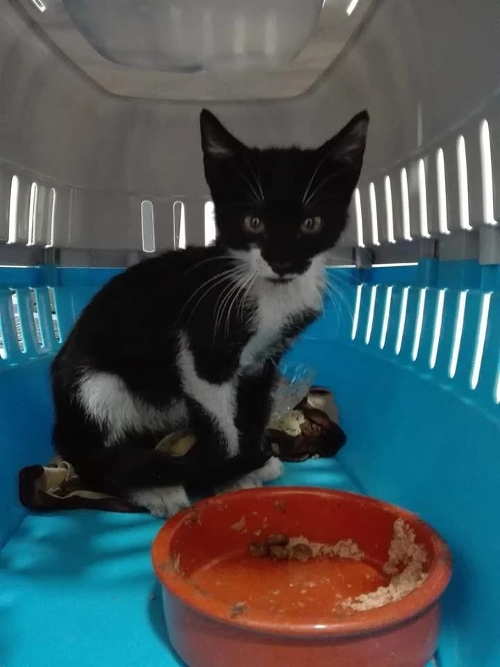 PETIFYG11367 photo 4