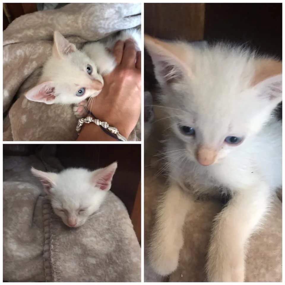 PETIFYG11367 photo 5