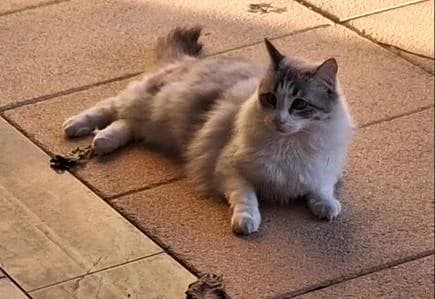 PETIFYG11367 photo 7