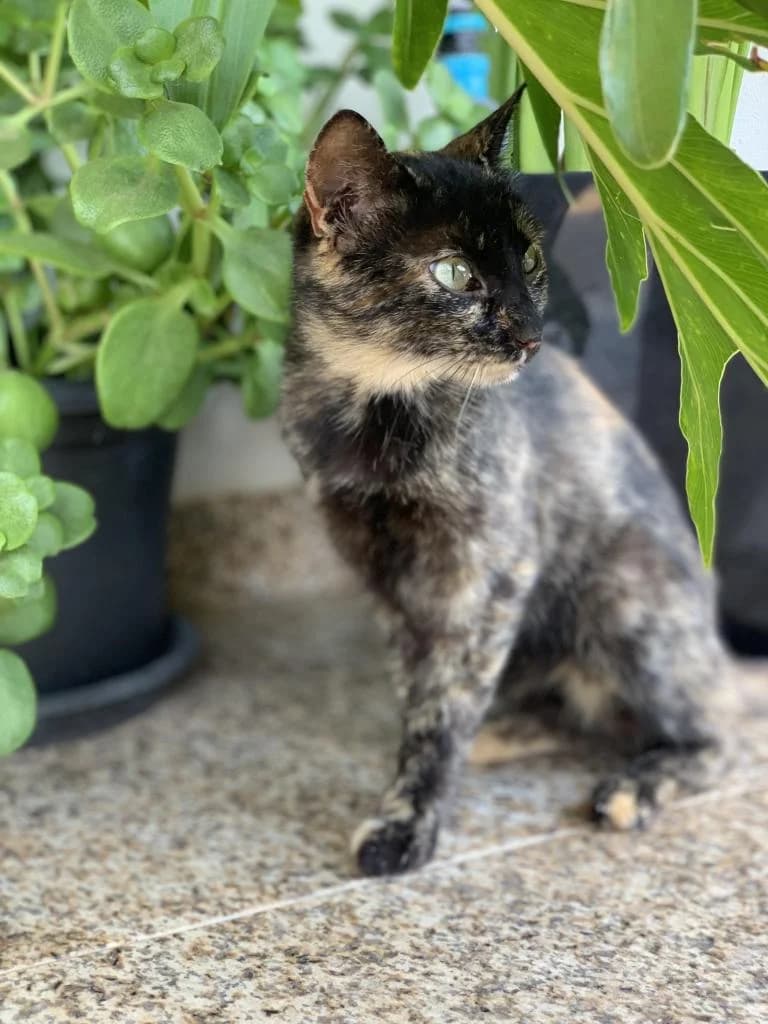 PETIFYG11367 photo 8