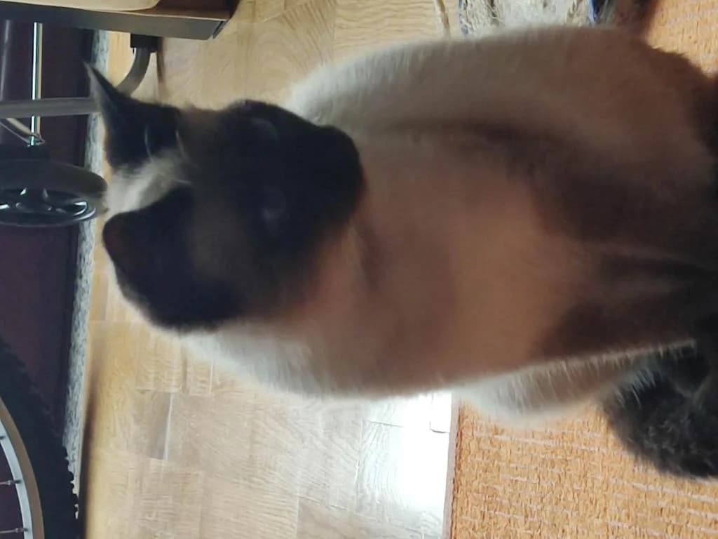 PETIFYG11370 photo 4