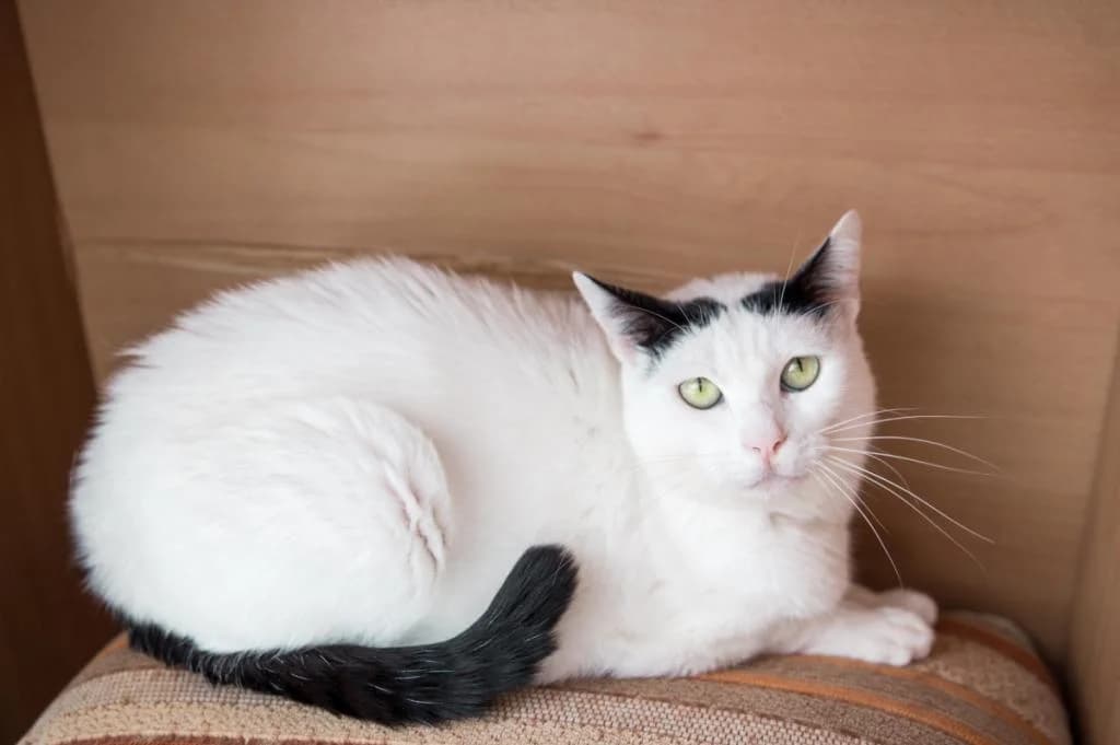 PETIFYG11370 photo 5