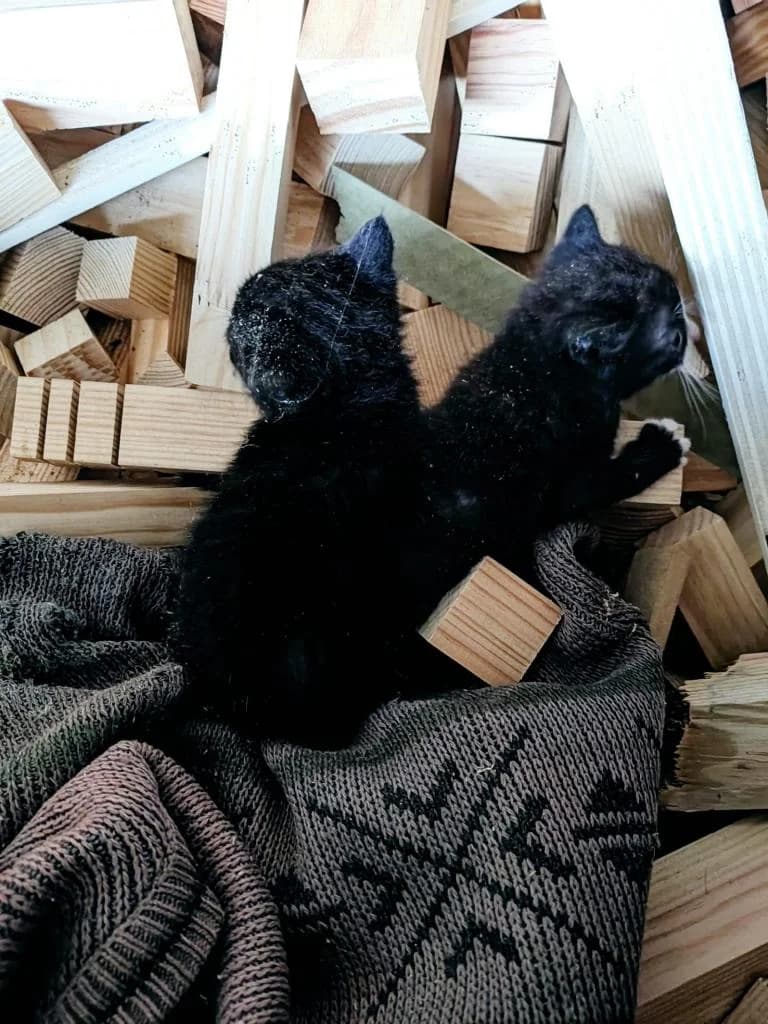 PETIFYG11370 photo 6