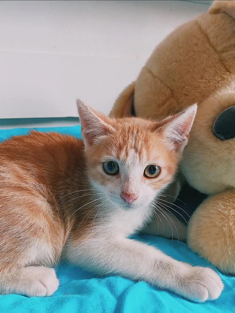 PETIFYG11370 photo 7