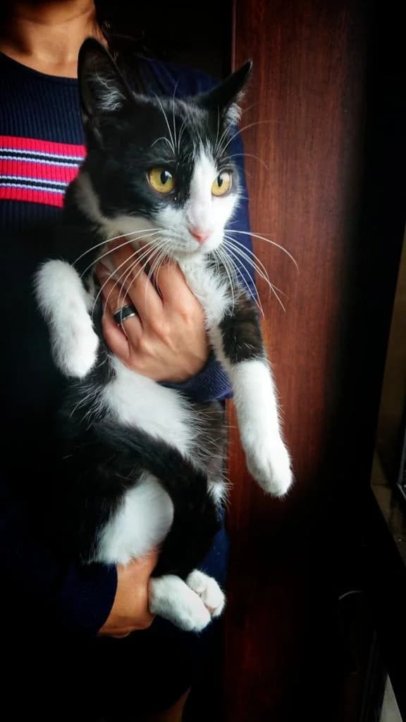 PETIFYG11370 photo 8