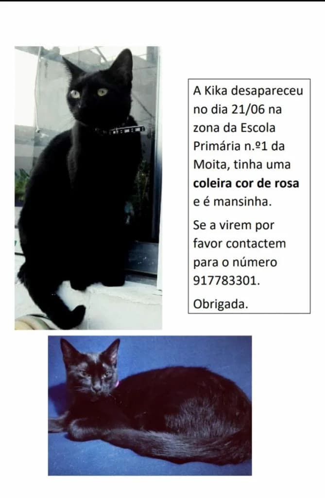 PETIFYG11372 photo 4