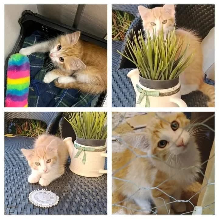 PETIFYG11372 photo 6