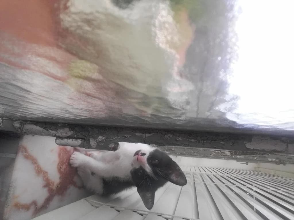 PETIFYG11372 photo 8