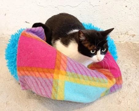 PETIFYG11375 photo 2