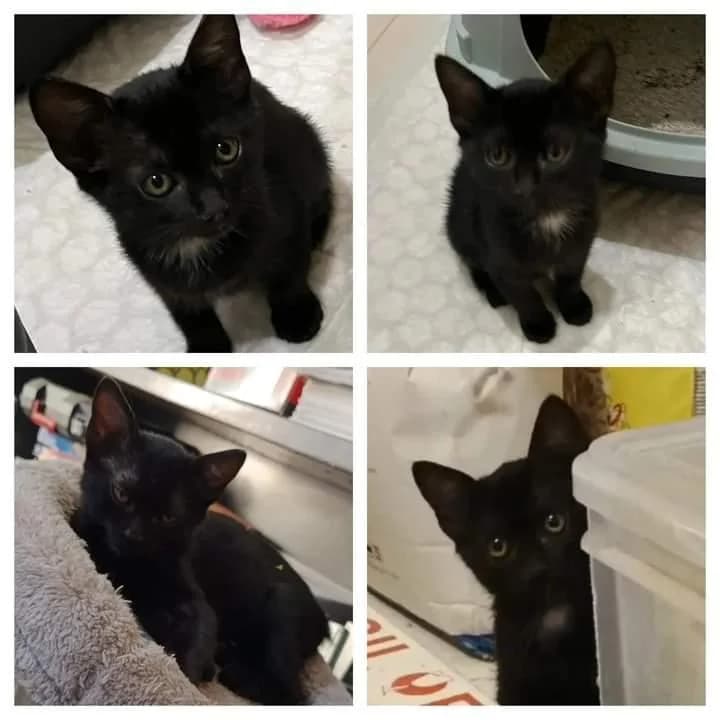 PETIFYG11375 photo 5