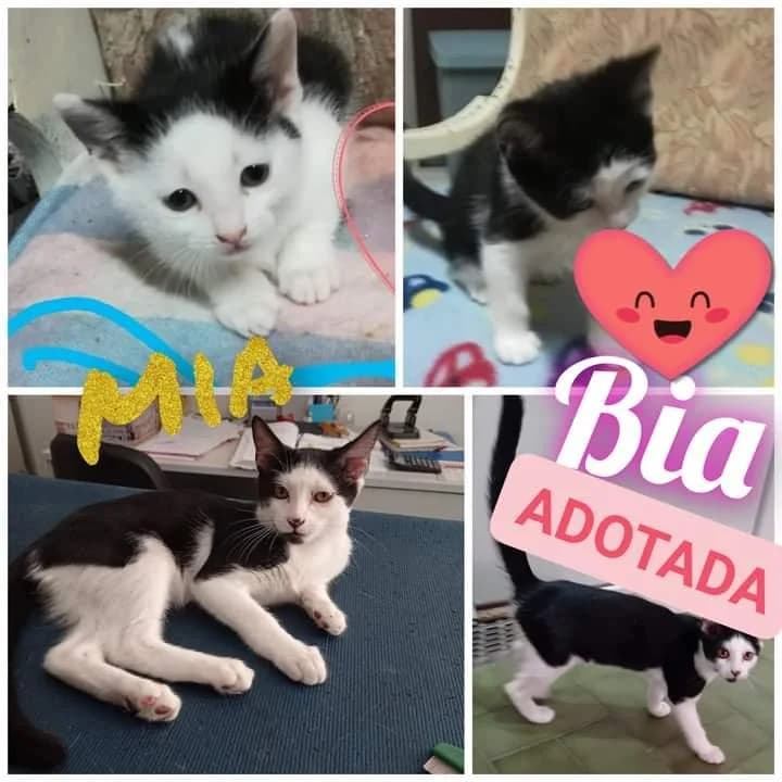 PETIFYG11375 photo 6