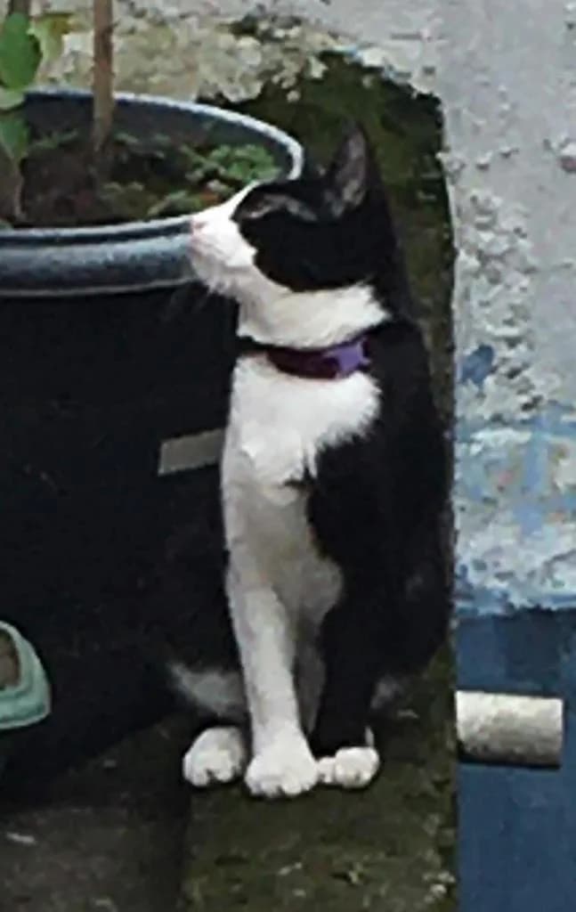 PETIFYG11375 photo 7