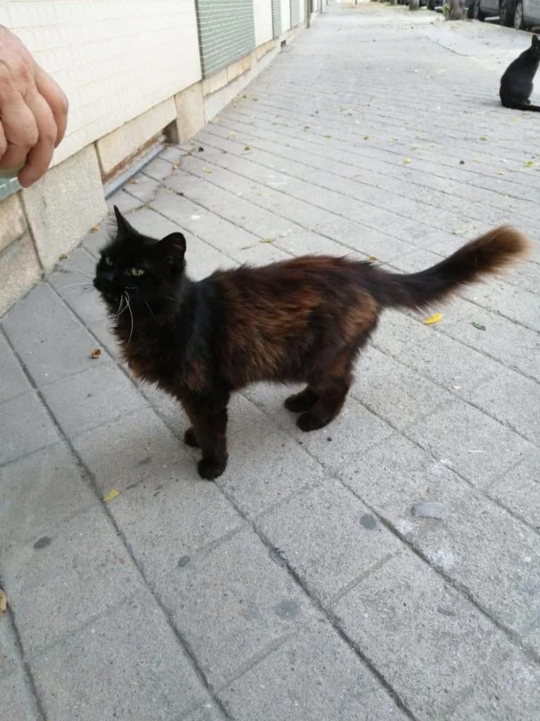 PETIFYG11375 photo 8