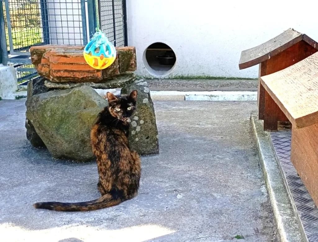 PETIFYG11378 photo 2