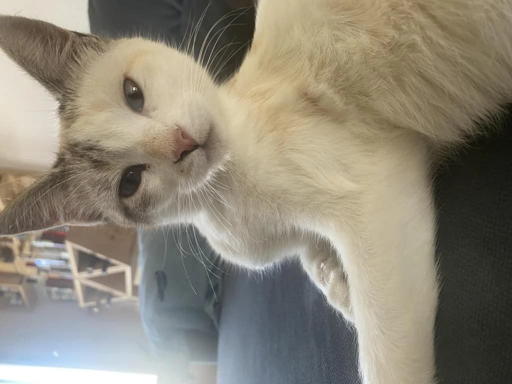 PETIFYG11378 photo 5