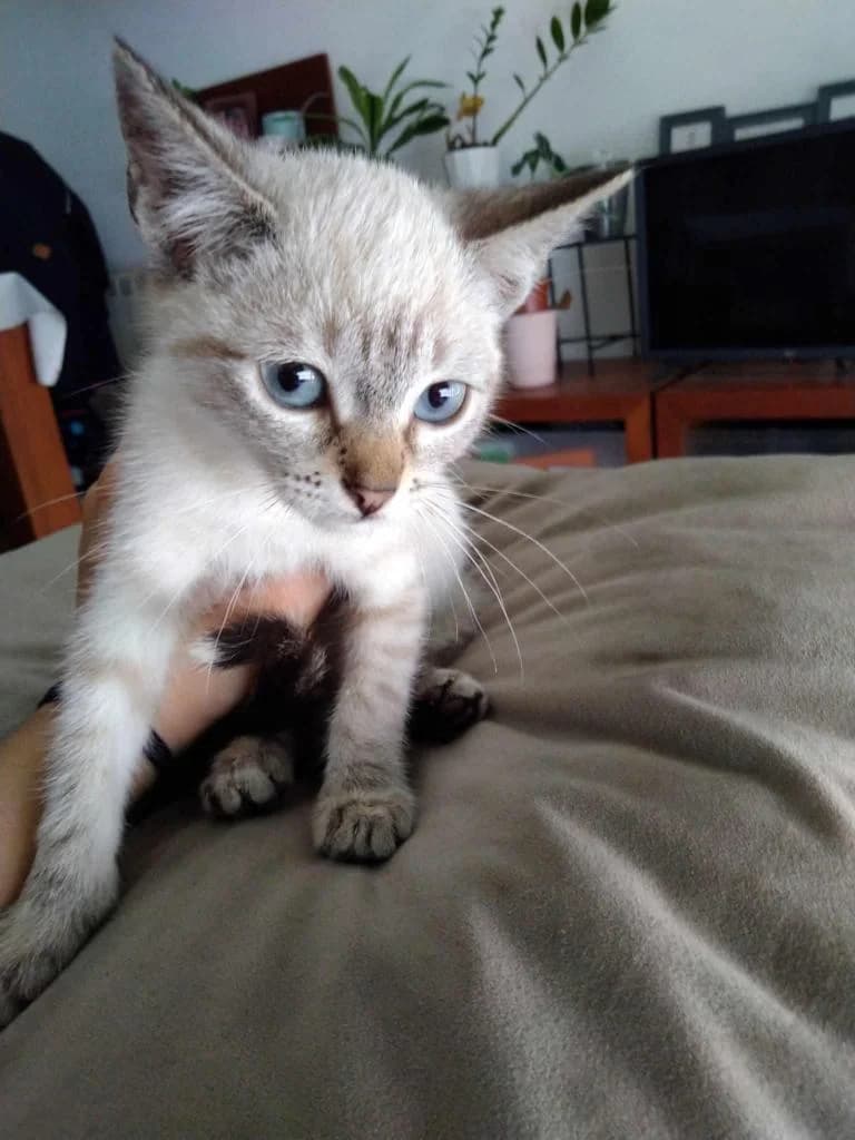 PETIFYG11378 photo 6