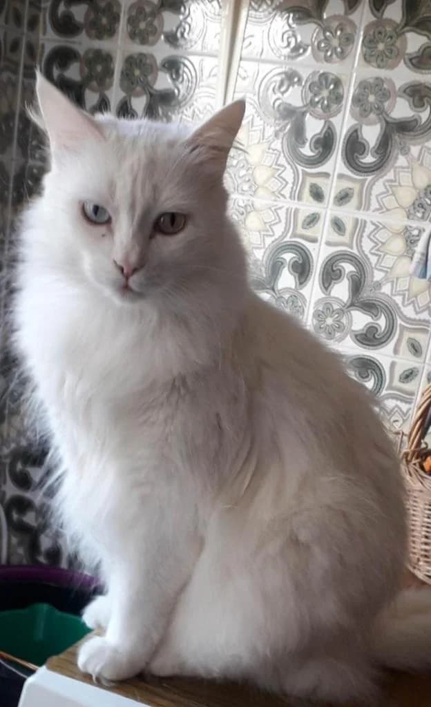 PETIFYG11378 photo 7