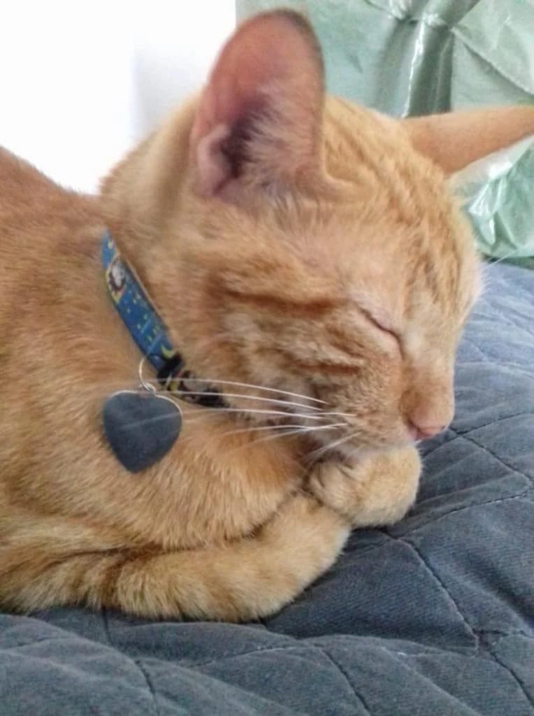 PETIFYG11378 photo 8