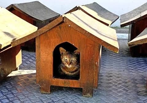 PETIFYG11379 photo 2