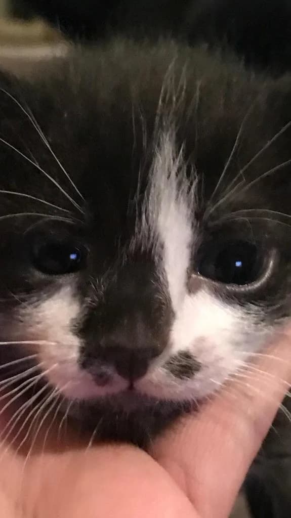 PETIFYG11379 photo 5