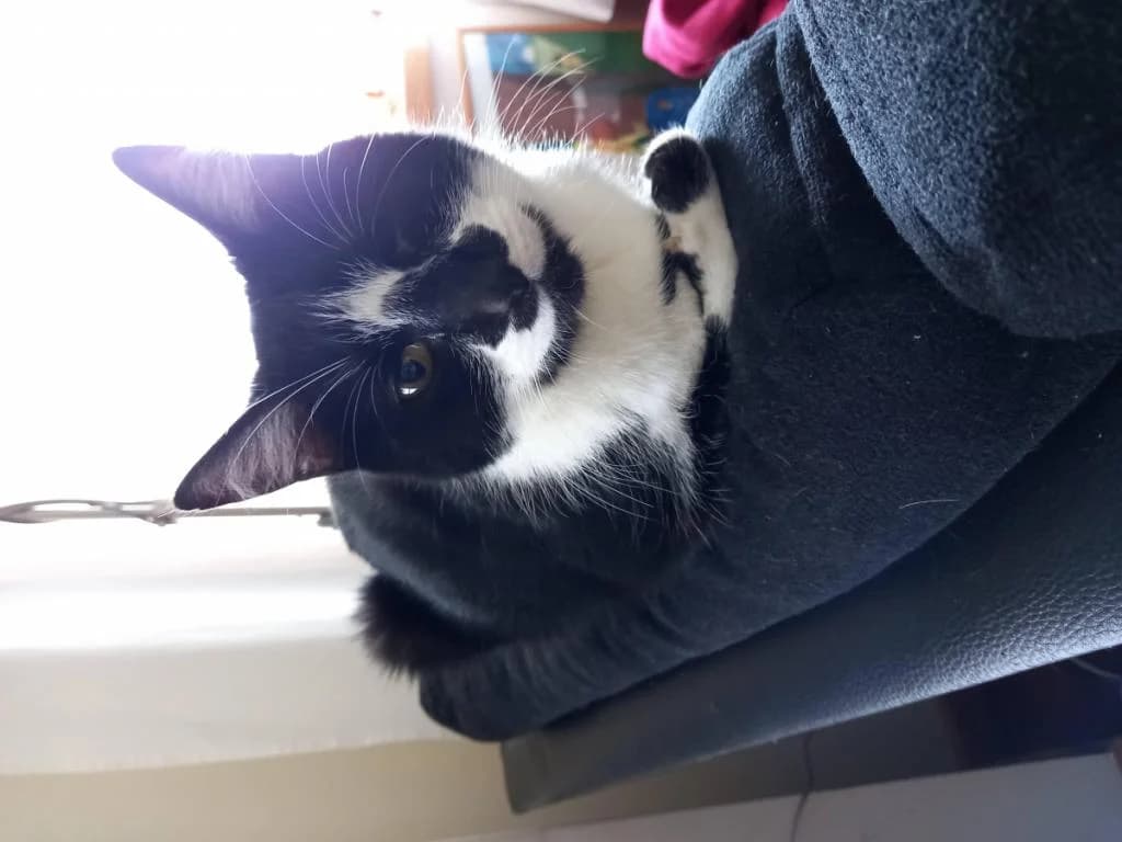 PETIFYG11379 photo 6