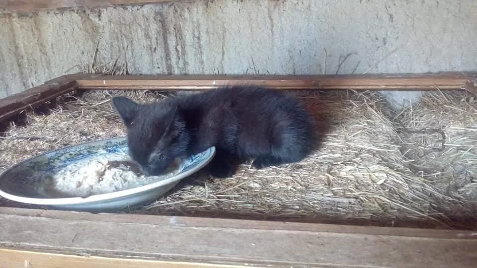 PETIFYG11379 photo 7