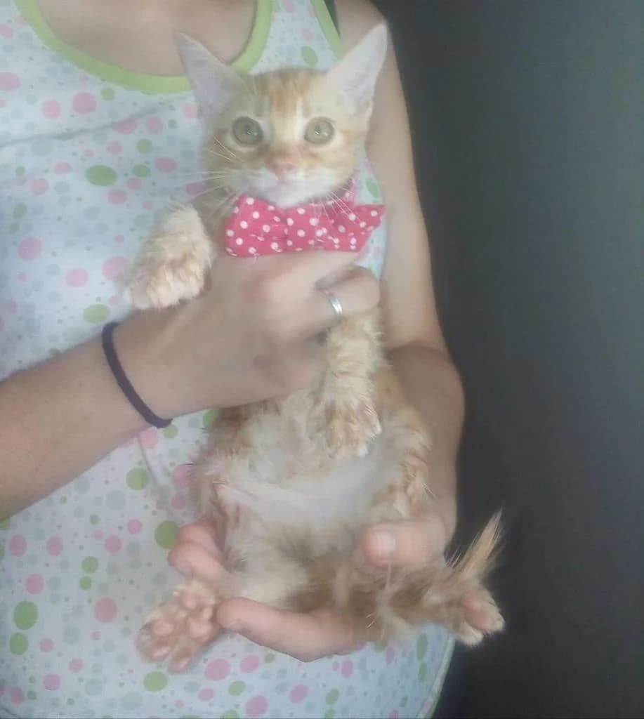 PETIFYG11379 photo 8