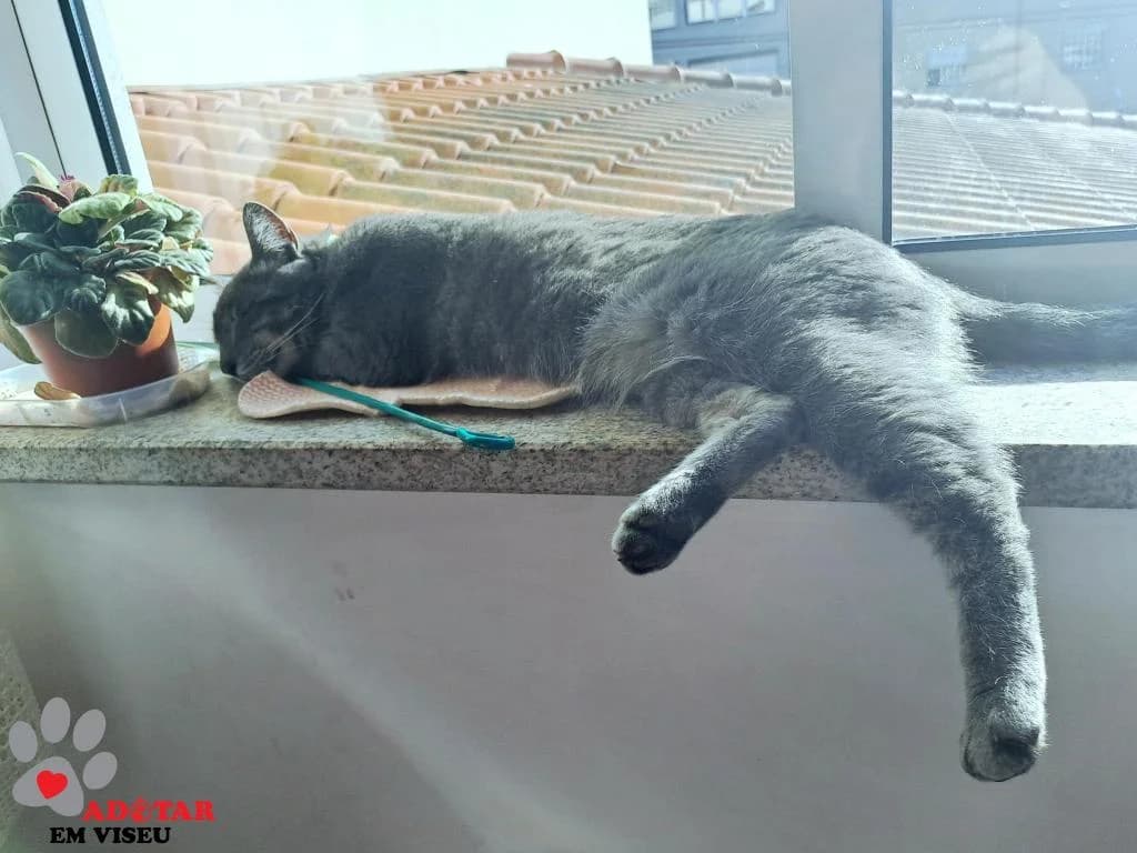 PETIFYG11383 photo 6