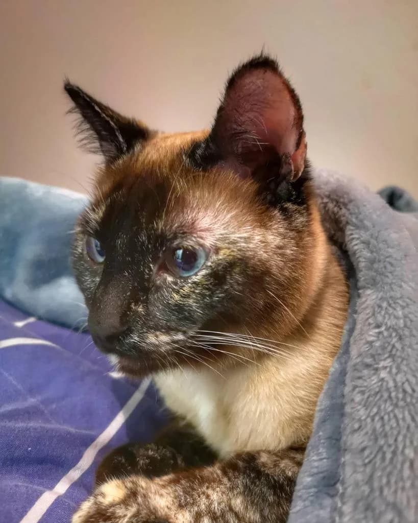 PETIFYG11041 photo 2