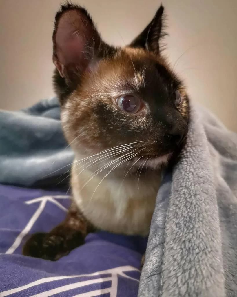 PETIFYG11041 photo 3