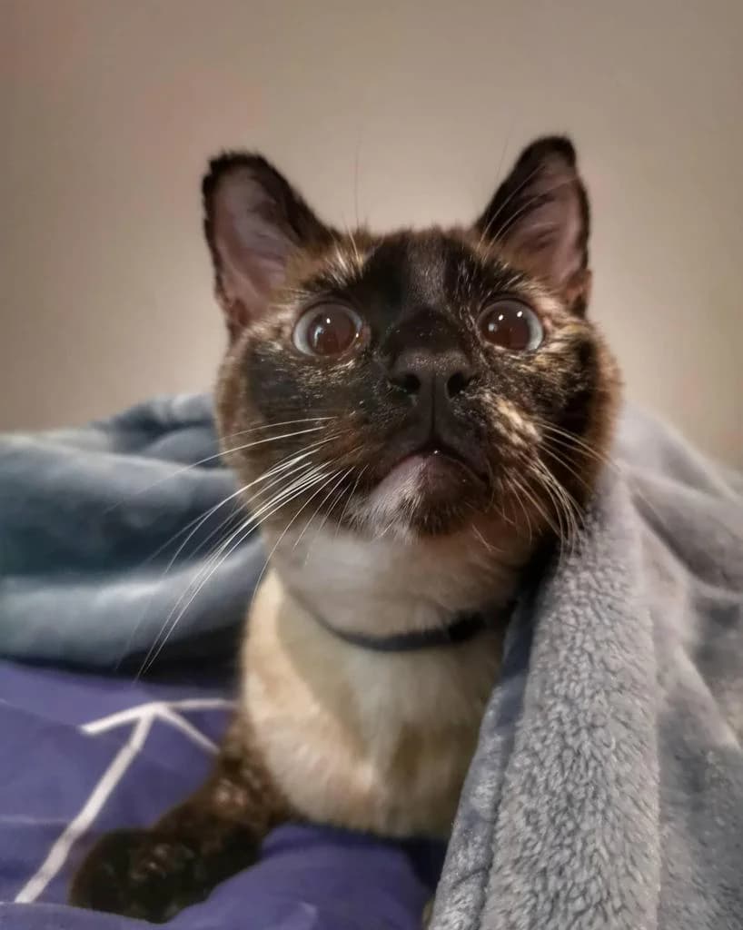 PETIFYG11041 photo 4