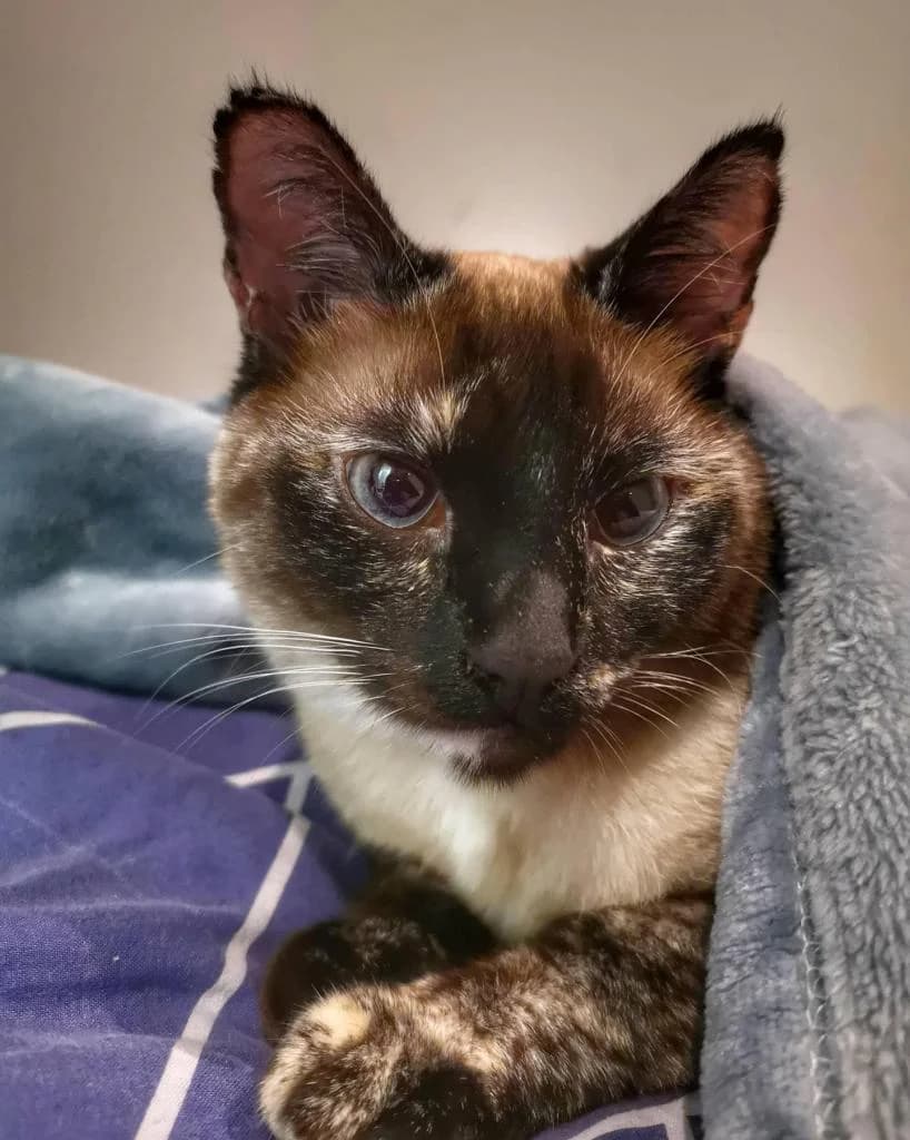 PETIFYG11041 photo 5