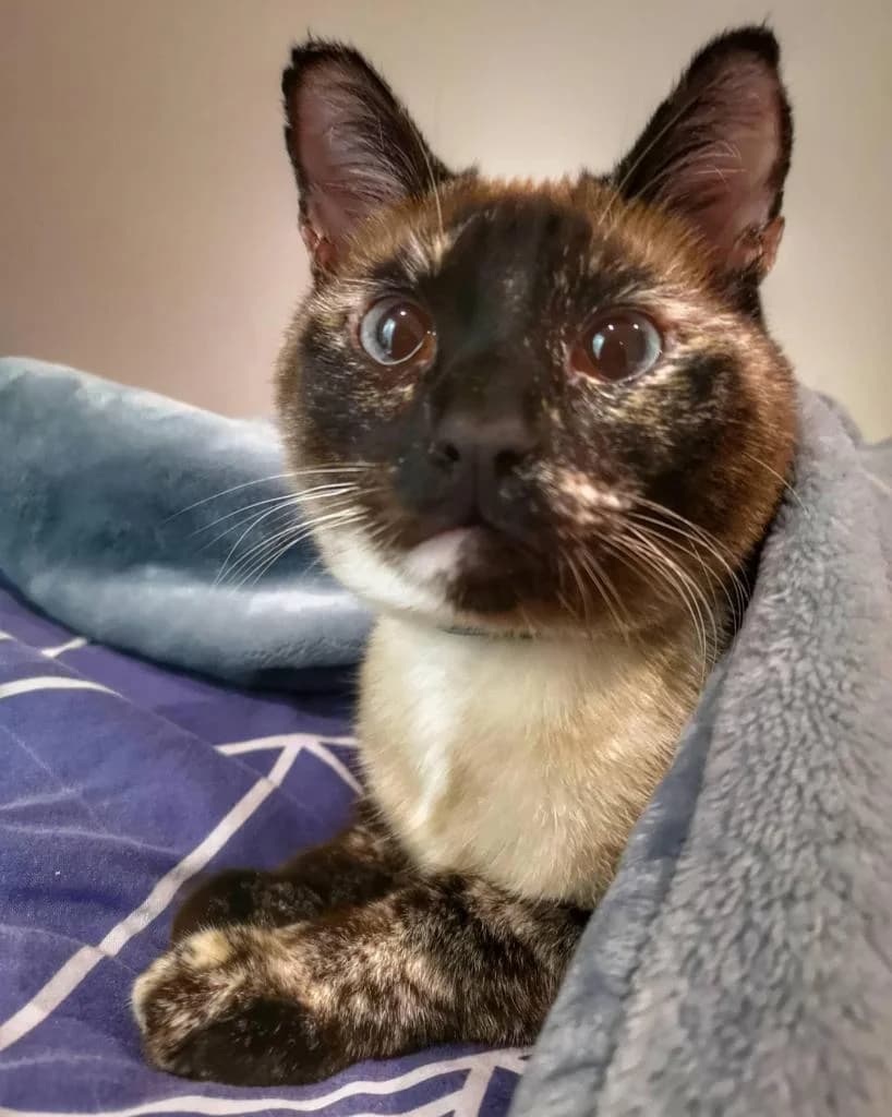 PETIFYG11041 photo 6