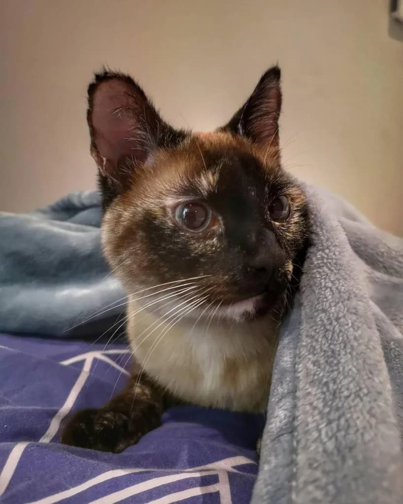 PETIFYG11041 photo 7