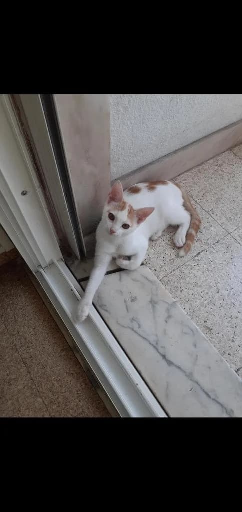 PETIFYG11229 photo 2