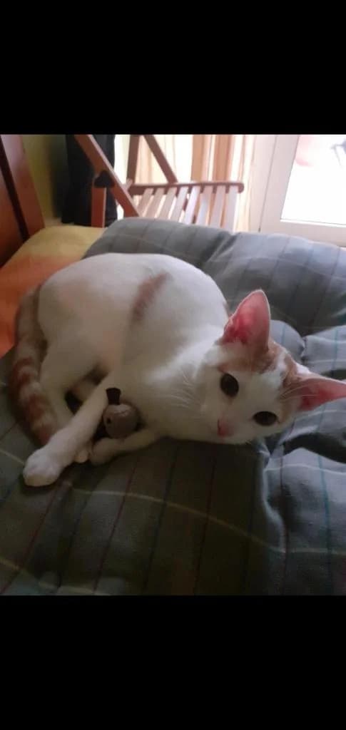 PETIFYG11229 photo 3