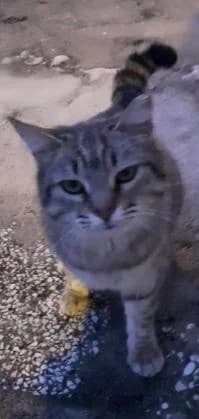 PETIFYG11230 photo 2