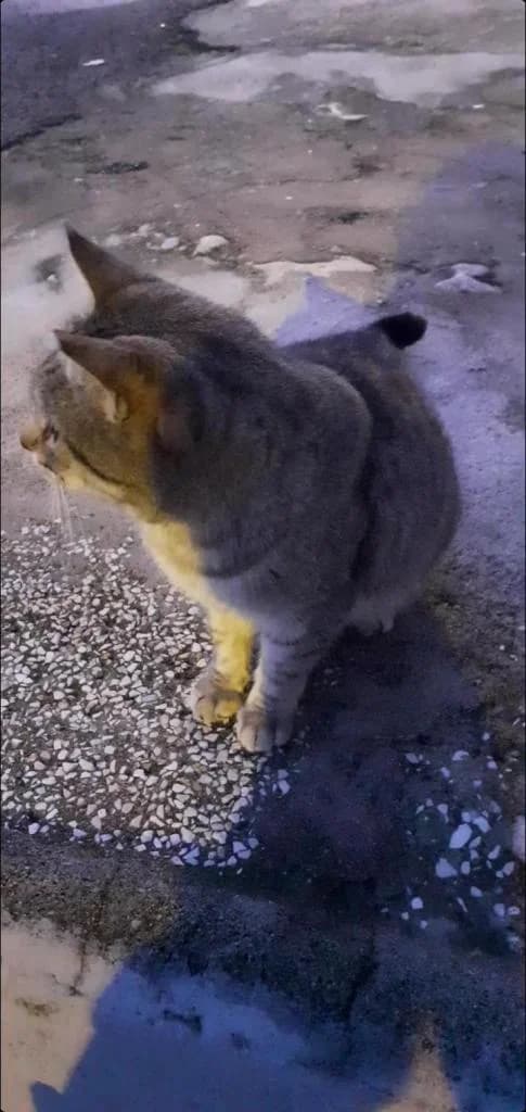 PETIFYG11230 photo 3