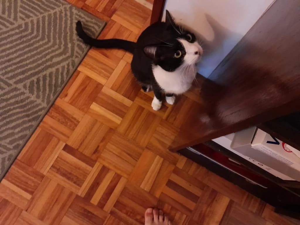 PETIFYG11230 photo 6