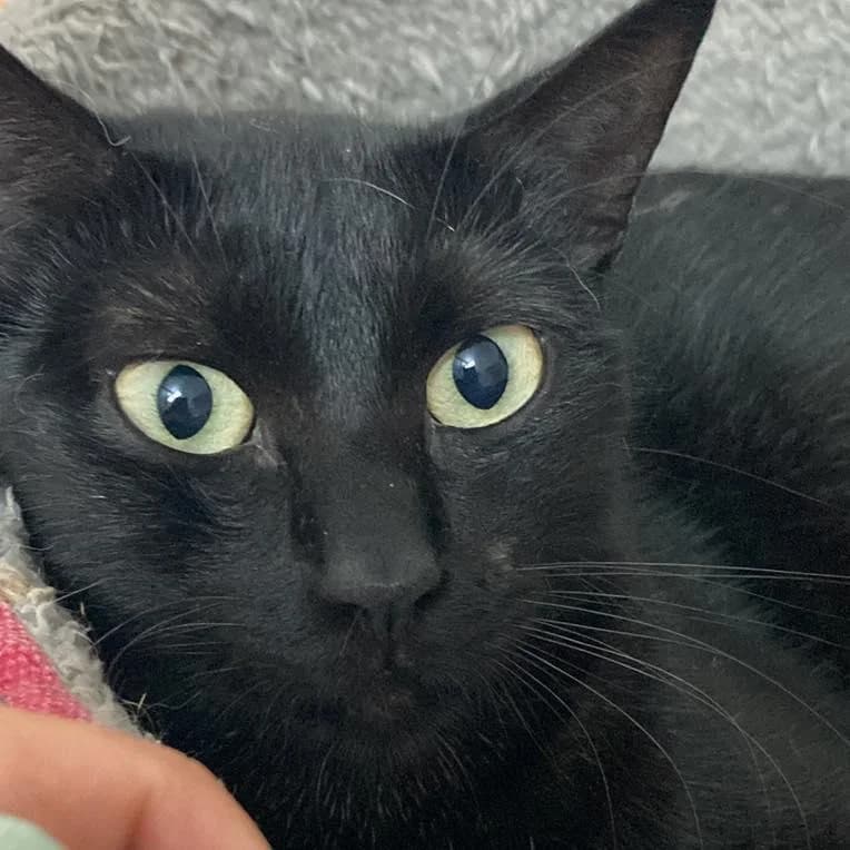 PETIFYG11376 photo 4