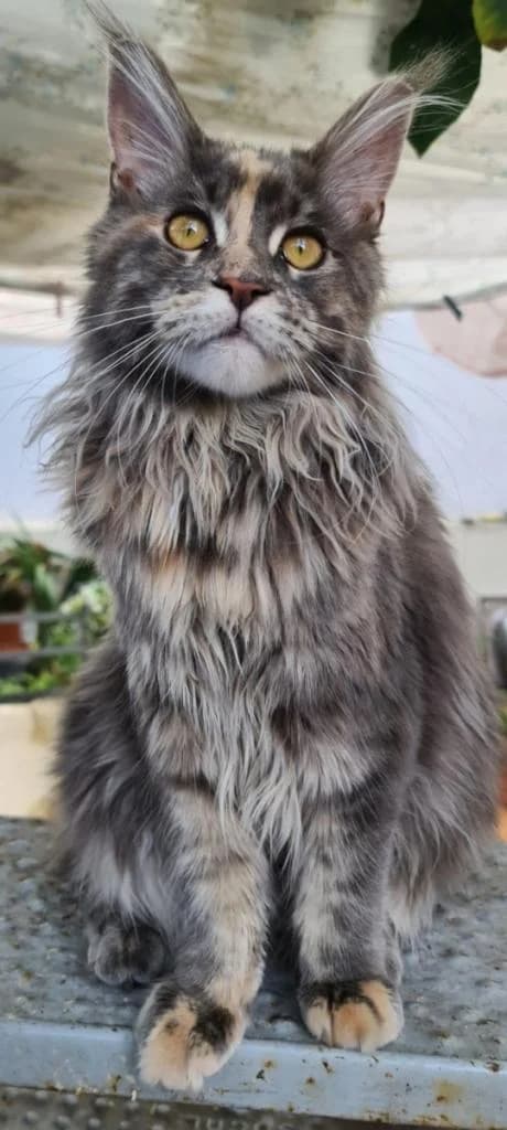 PETIFYG11376 photo 5