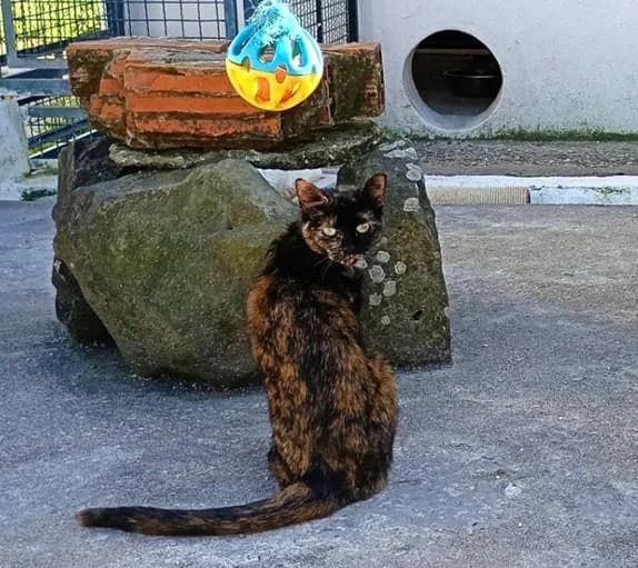 PETIFYG11376 photo 7