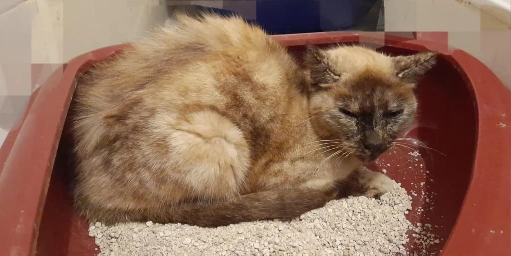 PETIFYG11376 photo 8