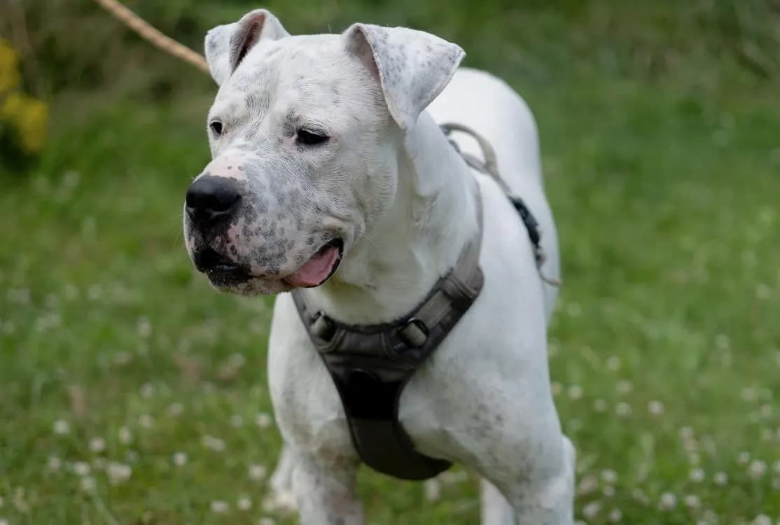 OLYMPE OAA19781 photo 2