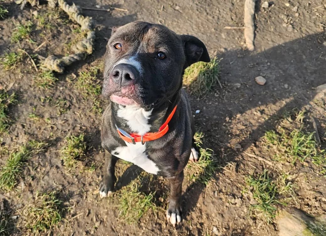 CAMELIA HAA24698 photo 2